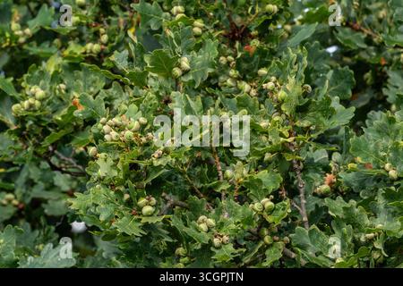 Eine Fülle von Eicheln in einer alten englischen Eiche (Quercus). Stockfoto