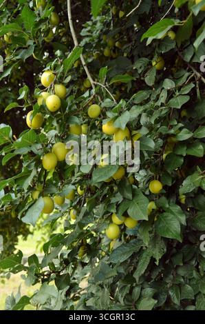 Pflaumen am Baum – Purpurpurrot und gelbe Mirabelle Stockfoto