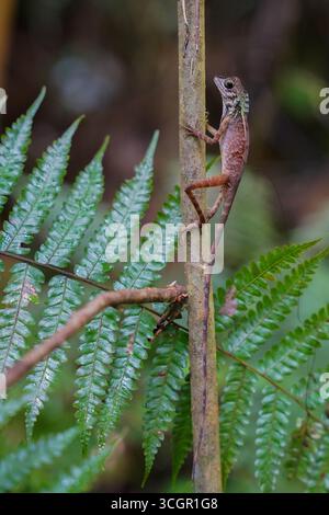 Nahaufnahme der Sri-lankischen Känguru-Echse (Otocryptis wiegmanni), die auf Baumstamm im Lebensraum des Regenwaldes thront. Endemisches Reptil symbolisiert Biodiversität und Stockfoto