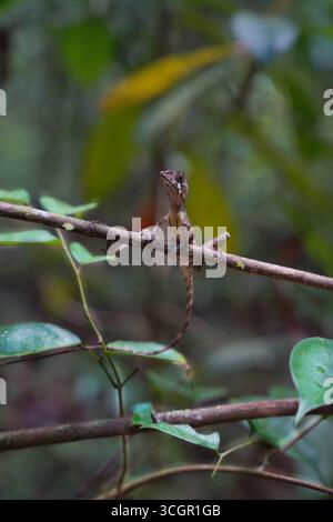 Nahaufnahme der Sri-lankischen Känguru-Echse (Otocryptis wiegmanni), die auf Baumstamm im Lebensraum des Regenwaldes thront. Endemisches Reptil symbolisiert Biodiversität und Stockfoto