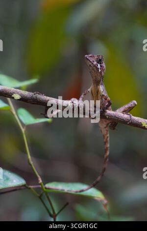 Nahaufnahme der Sri-lankischen Känguru-Echse (Otocryptis wiegmanni), die auf Baumstamm im Lebensraum des Regenwaldes thront. Endemisches Reptil symbolisiert Biodiversität und Stockfoto