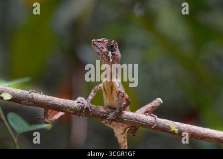 Nahaufnahme der Sri-lankischen Känguru-Echse (Otocryptis wiegmanni), die auf Baumstamm im Lebensraum des Regenwaldes thront. Endemisches Reptil symbolisiert Biodiversität und Stockfoto
