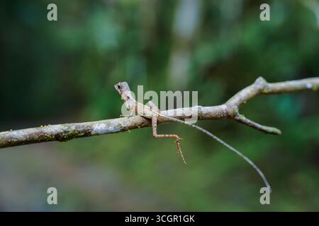Nahaufnahme der Sri-lankischen Känguru-Echse (Otocryptis wiegmanni), die auf Baumstamm im Lebensraum des Regenwaldes thront. Endemisches Reptil symbolisiert Biodiversität und Stockfoto