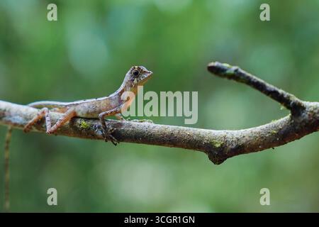 Nahaufnahme der Sri-lankischen Känguru-Echse (Otocryptis wiegmanni), die auf Baumstamm im Lebensraum des Regenwaldes thront. Endemisches Reptil symbolisiert Biodiversität und Stockfoto
