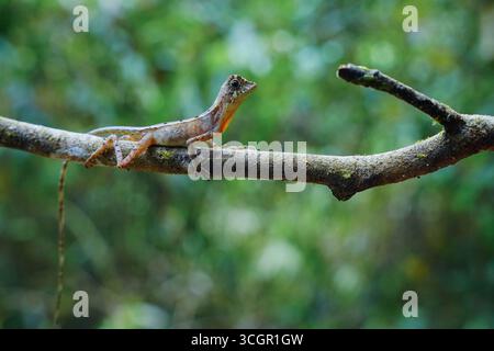Nahaufnahme der Sri-lankischen Känguru-Echse (Otocryptis wiegmanni), die auf Baumstamm im Lebensraum des Regenwaldes thront. Endemisches Reptil symbolisiert Biodiversität und Stockfoto