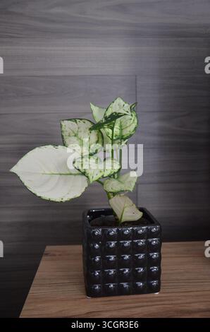 Topfpflanze auf Regal im Wohnzimmer Stockfoto