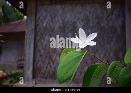 Zwergweiss Bauhinia Stockfoto