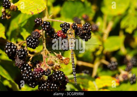 Gemeine Hawker Libelle auf Brombeeren Stockfoto