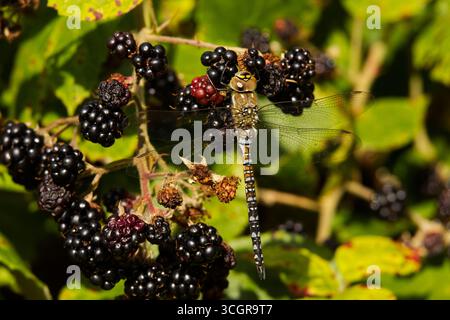 Gemeine Hawker Libelle auf Brombeeren Stockfoto