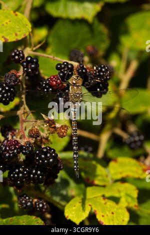 Gemeine Hawker Libelle auf Brombeeren Stockfoto