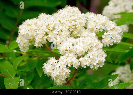 Rowan oder Mountain Ash (sorbus aucuparia), Nahaufnahme mit einem Sprühstoß weißer Blüten, die im Frühjahr auf dem gewöhnlichen Baum wachsen. Stockfoto