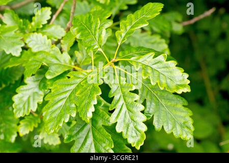 Sessile Oak oder Durmast Oak (quercus petraea), Nahaufnahme der stieligen grünen Blätter des Baumes. Stockfoto
