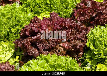 Grüner und roter Lollo-Rossa-Salat Stockfoto