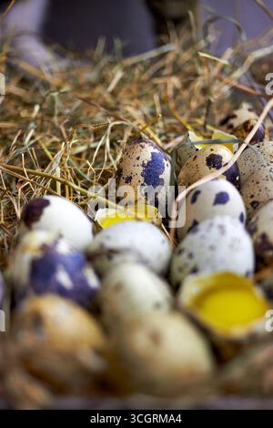 Frische Wachteleier in Heu auf rustikalem Holzhintergrund. Natürliches biologisches Agrarprodukt, ganze und zerbrochene Eier mit Eigelb. Perfekt für gesundes Essen, Bauernhof Stockfoto
