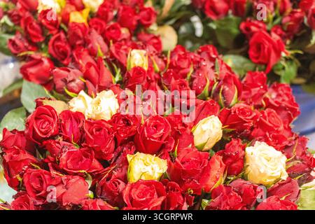 Leuchtend rote Rosen mit weißen Akzentblumen in Nahaufnahme Stockfoto