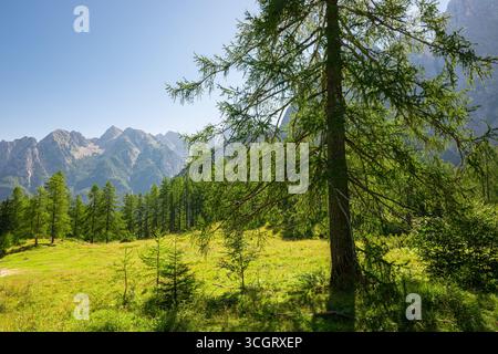 Ruhige Waldwiese mit einer markanten einsamen Lärche und einem malerischen Bergblick, der die Schönheit der Natur zeigt. Nationalpark Triglav, Slowenien. Stockfoto