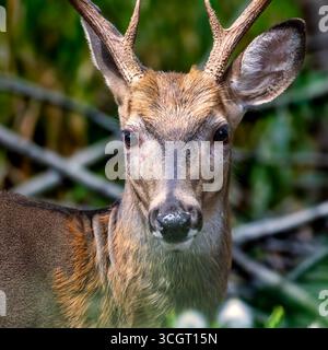Junge männliche Weissschwanzhirsche in einem Wald von New Jersey Stockfoto