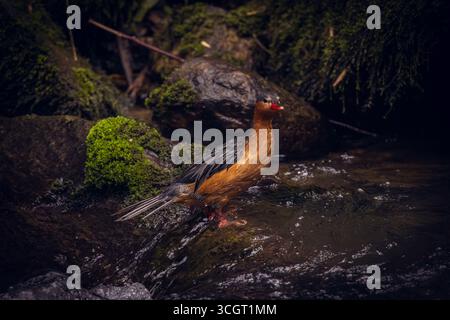 In den schnell fließenden Gebirgsflüssen der Anden gedeihen Wildenten, die mit ihren kräftigen Beinen und stromlinienförmigen Körpern mächtige Strömungen steuern. Stockfoto