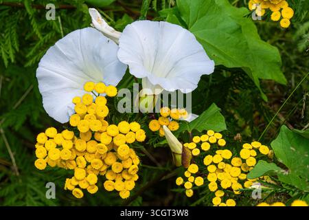 Tansy- und Bindweed-Blumen Stockfoto