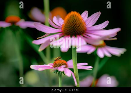 Biene auf Echinacea Blume Stockfoto