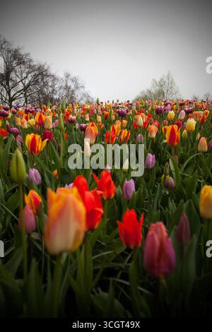 Verschiedene farbenfrohe Tulpen Stockfoto