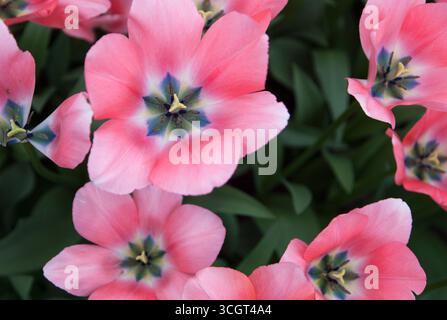 Einige schöne rosa Blumen Stockfoto