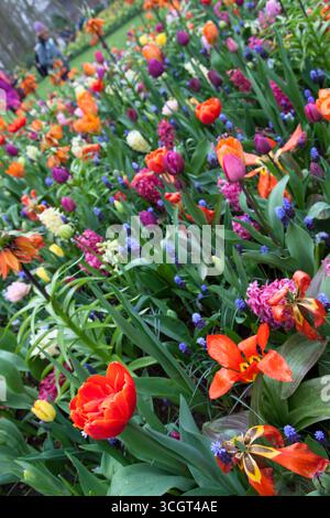 Verschiedene bunte Blumen Stockfoto