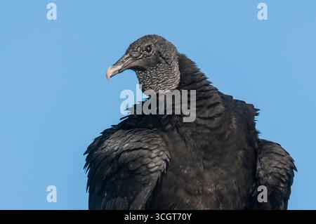 Schwarzgeier, Coragyps atratus, La Pampa Provinz, Patagonien, Argentinien. Stockfoto