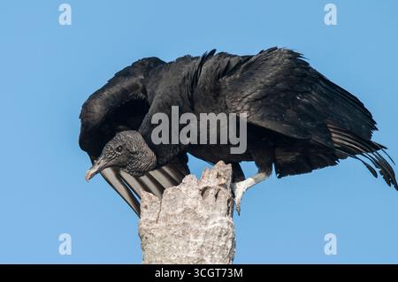 Schwarzgeier, Coragyps atratus, La Pampa Provinz, Patagonien, Argentinien. Stockfoto