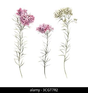 Ungewöhnliche Ozotamnus-Blüten, mit kleinen Blütenständen von Rosa und weiß. Das Aquarellset mit Blumen eignet sich zum Dekorieren Stockfoto