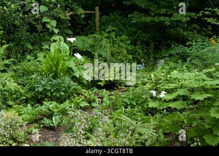 Der lebhafte Garten bietet eine Vielzahl von Grünpflanzen, darunter Farne und Wildblumen, unter einem bewölkten Himmel im Herzen des Sommers. Stockfoto