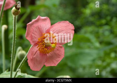 Eine rosa Mohnblume hebt sich an einem sonnigen Nachmittag von der lebhaften Grünfläche eines Gartens ab und zeigt ihre zarten Blütenblätter und die helle Mitte. Stockfoto