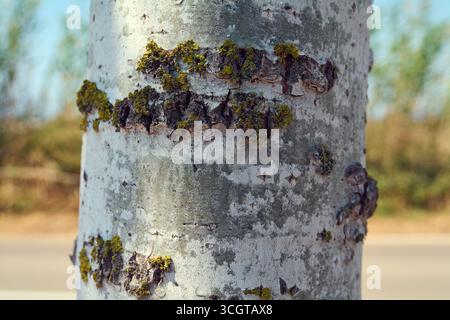 Die Rinde einer Pappel (Populus alba) als natürliche Leinwand. Die Kombination aus weißem Holz und lebendiger Flechte ruft das Leben hervor, den Lauf der Zeit, Stockfoto