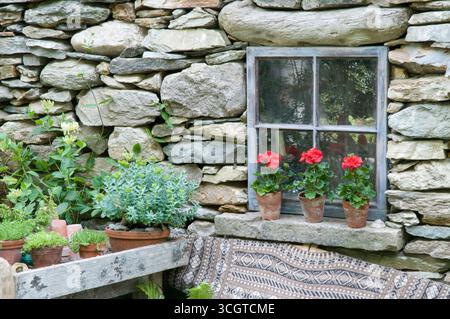 Leuchtend rote Blumen in Terrakotta-Töpfen sitzen auf einem rustikalen Tisch vor einer verwitterten Steinmauer, umgeben von üppigem Grün. Stockfoto