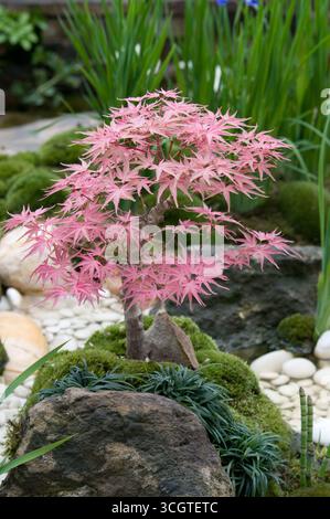 Ein kleiner rosafarbener Ahornbaum liegt wunderschön auf einem Felsen, umgeben von üppigem Grün und sorgfältig platzierten Steinen in einem ruhigen Garten. Stockfoto