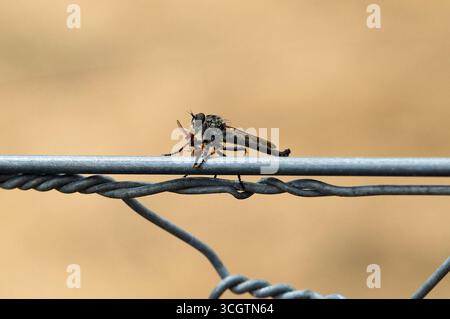 Räuberfliege (Cerdistus armatus), die Gefangene Ameise fressen, Südaustralien Stockfoto