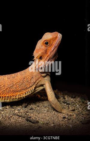 Süßer Gecko. Bärtiger Agama Nahaufnahme Porträt. Eidechsen auf schwarzem Hintergrund Stockfoto