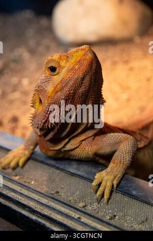 Porträt einer Eidechse. Nahaufnahme des Gesichts eines orangenbärtigen Drachen. Stockfoto