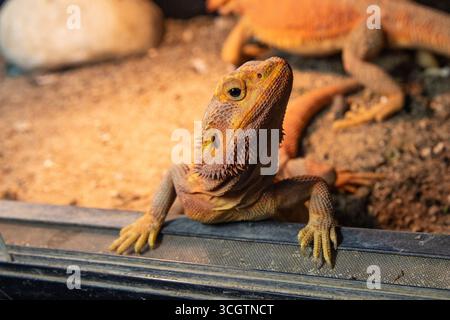 Eine Nahaufnahme des Blicks eines neugierigen bärtigen Drachen. Eine wunderschöne Eidechse. Stockfoto