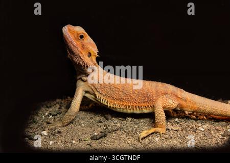 Orangener, bärtiger Drache mit Stacheln auf dem Rücken. Eidechsen auf schwarzem Hintergrund Stockfoto