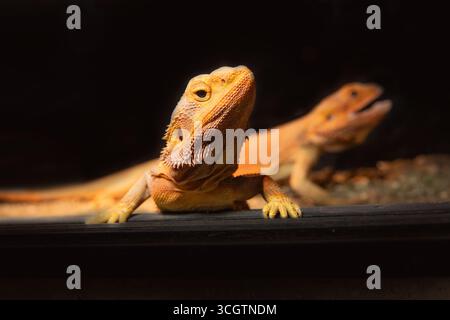Nahaufnahme eines bärtigen Drachengesichts in einem Terrarium. Stockfoto