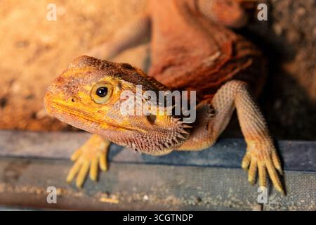 Porträt eines bärtigen Drachen mit Fokus auf die Augen. Eidechsen auf schwarzem Hintergrund Stockfoto