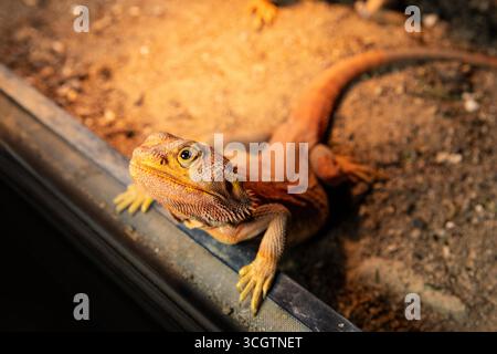 Niedliches Reptil posiert für ein Foto in einem Terrarium. Bärtiges Drachenporträt Stockfoto