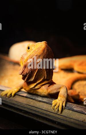 Nahaufnahme eines orangen bärtigen Drachengesichts. Geckos auf schwarzem Hintergrund Stockfoto