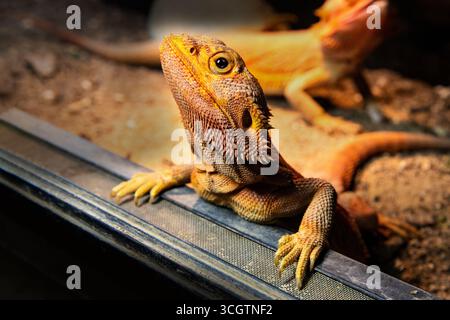 Bärtiges Drachenporträt aus nächster Nähe. Eidechsen auf schwarzem Hintergrund Stockfoto