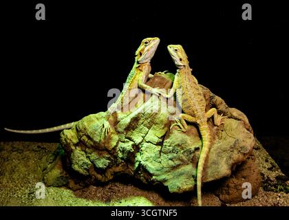 Exotische Hausbartdrachen. Geckos auf schwarzem Hintergrund Stockfoto