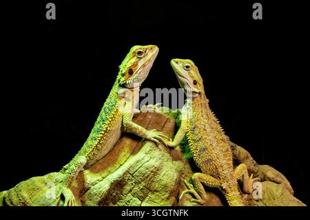 Ein paar bärtige Drachen auf einem Felsen in einem Terrarium. Eidechsen auf schwarzem Hintergrund. Tierliebe, Harmonie Stockfoto