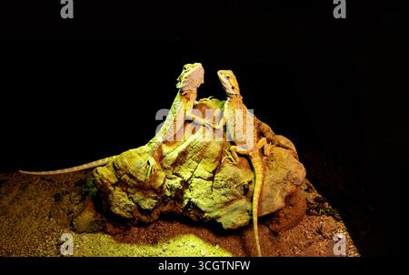 Bärtige Drachen auf einem Felsen. Eidechsenliebe Stockfoto