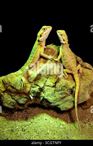 Reptilienfotografie von bärtigen Drachen auf Felsen. Eidechsen auf schwarzem Hintergrund Stockfoto
