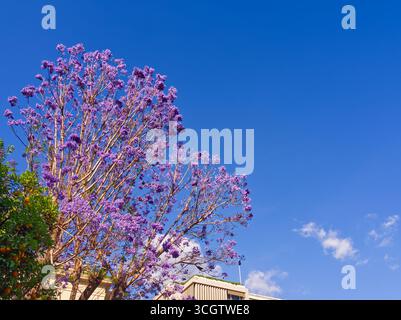 Leuchtender violetter Jacarandabaum in voller Blüte, im Kontrast zu einem klaren blauen Himmel und weißen Wolken Stockfoto